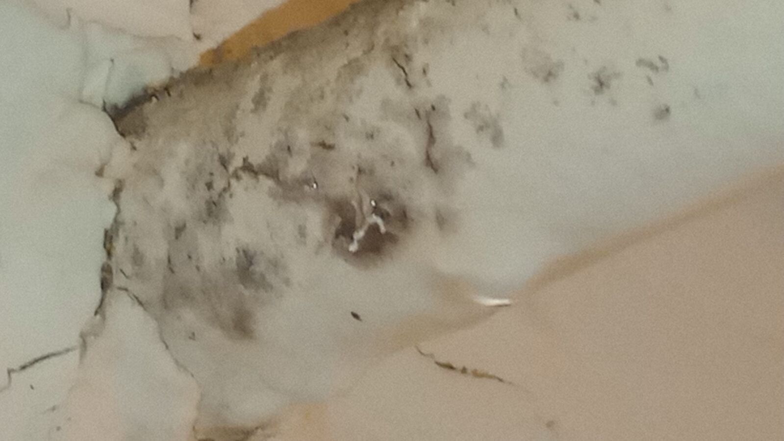 Hamilton County mother says her home has leaks, mold and is infested with bugs